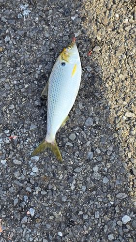 コノシロの釣果
