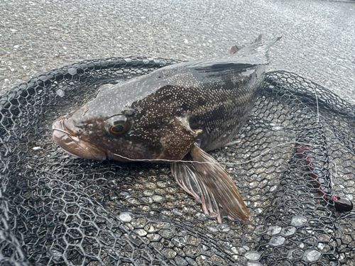 アイナメの釣果