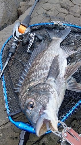 クロダイの釣果