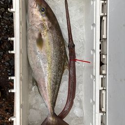 ヒレナガカンパチ