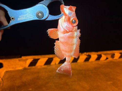 キントキダイの釣果