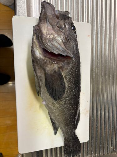 クロソイの釣果