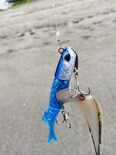 シタビラメの釣果