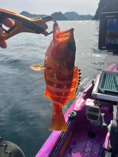 アカハタの釣果