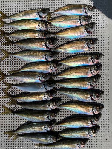 アジの釣果