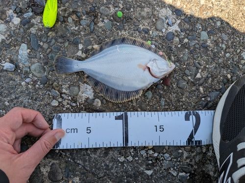 カワガレイの釣果