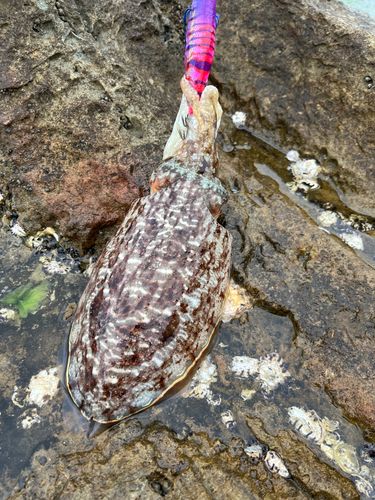 コウイカの釣果