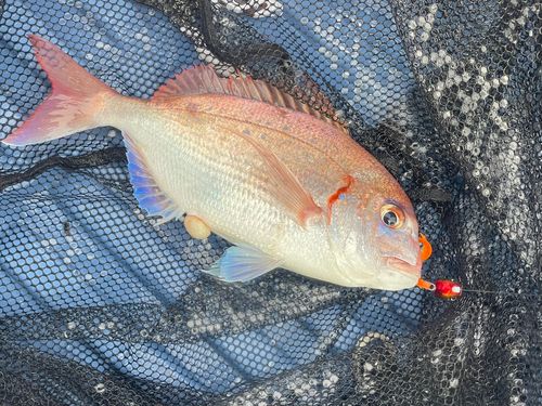 タイの釣果