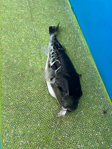 タチウオの釣果