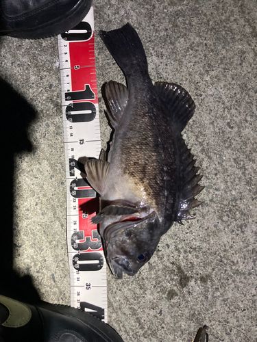 クロソイの釣果