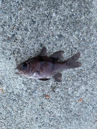 ヨコスジイシモチの釣果