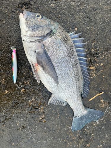 クロダイの釣果