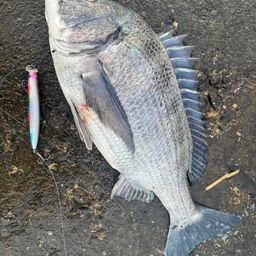 クロダイ