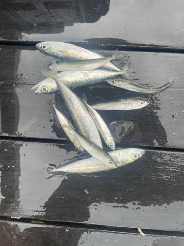 サバの釣果