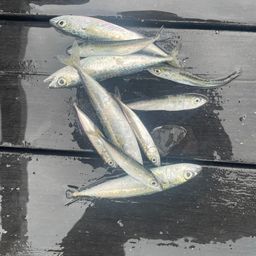 サバ