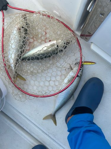 マアジの釣果