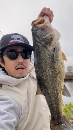 ラージマウスバスの釣果