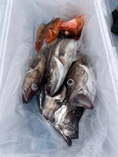 アラの釣果