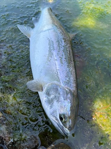ウミサクラの釣果