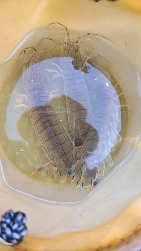 シャコの釣果