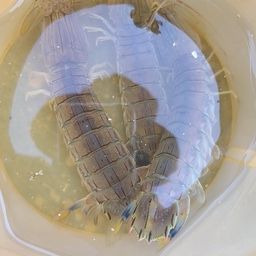 シャコ