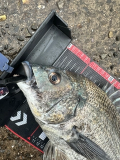 チヌの釣果