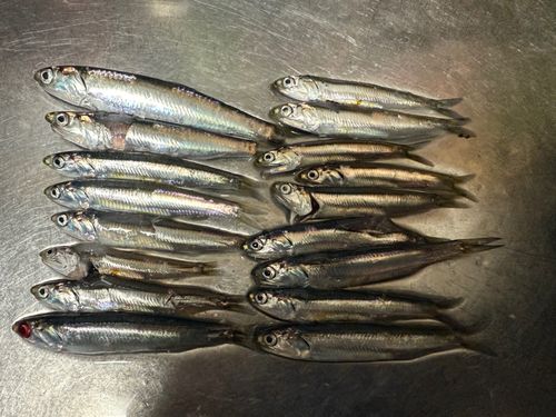 カタクチイワシ