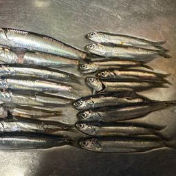 カタクチイワシ