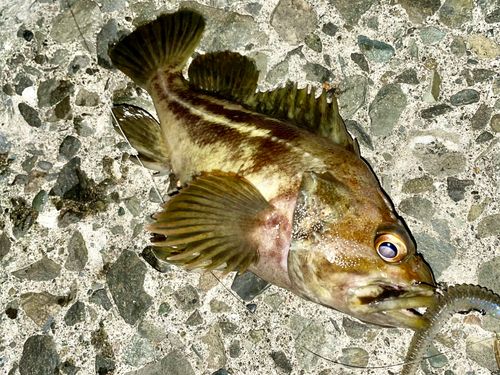 シマソイの釣果