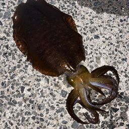アオリイカ