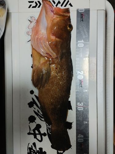 アコウの釣果