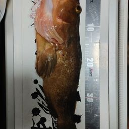 アコウ
