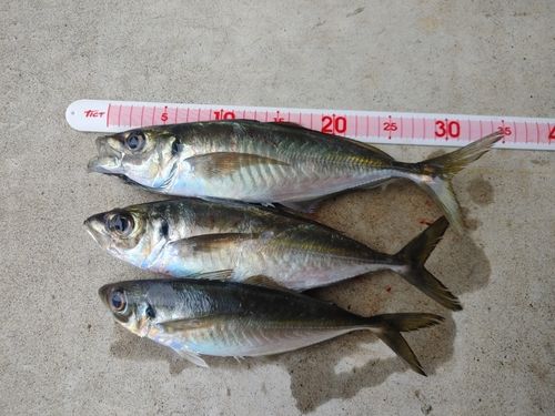 アジの釣果