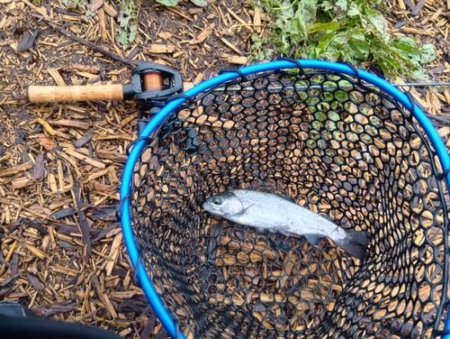 ニジマスの釣果