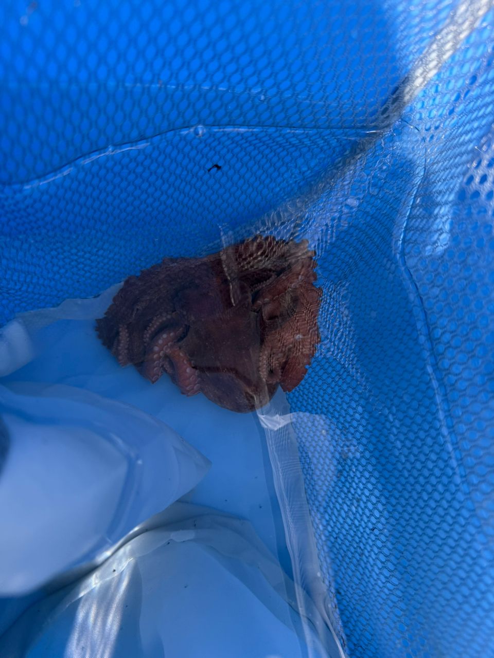 ふねのたびさんの釣果 3枚目の画像