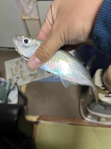 アジ