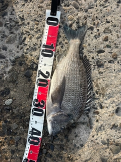 チヌの釣果