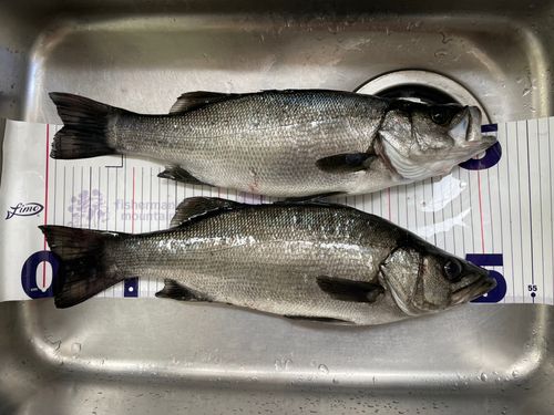 ヒラスズキの釣果