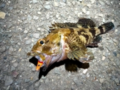 カサゴの釣果
