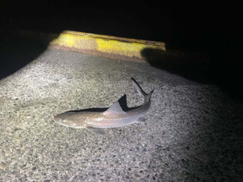 ホシザメの釣果