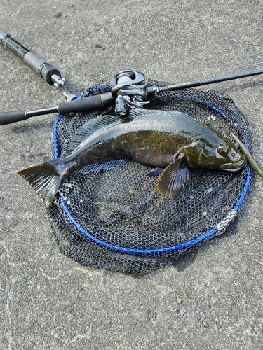 アイナメの釣果