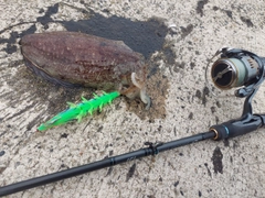 コウイカの釣果