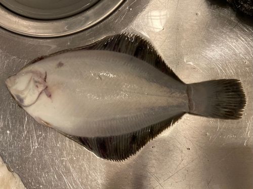 クロガシラガレイの釣果