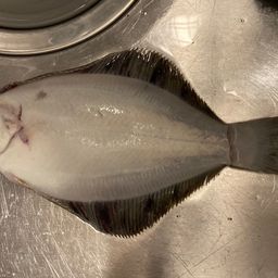 クロガシラガレイ