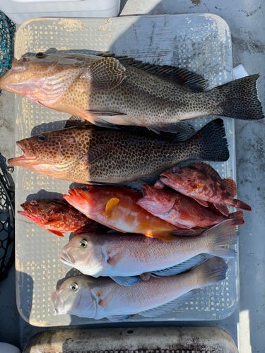 シロアマダイの釣果