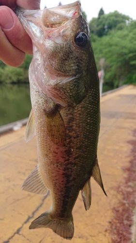 ラージマウスバスの釣果