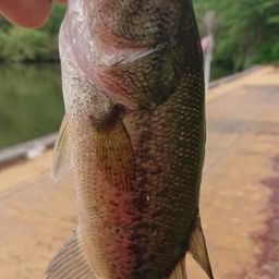 ラージマウスバス