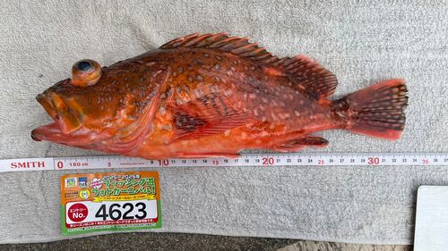 ウッカリカサゴの釣果