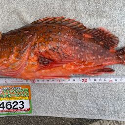 ウッカリカサゴ