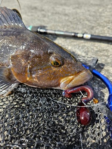 アイナメの釣果